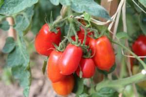 Ripe tomatoes ready for a recipe during a culinary vacation with The International Kitchen.
