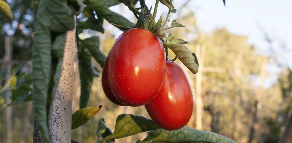 Image for The Fascinating History of the Tomato