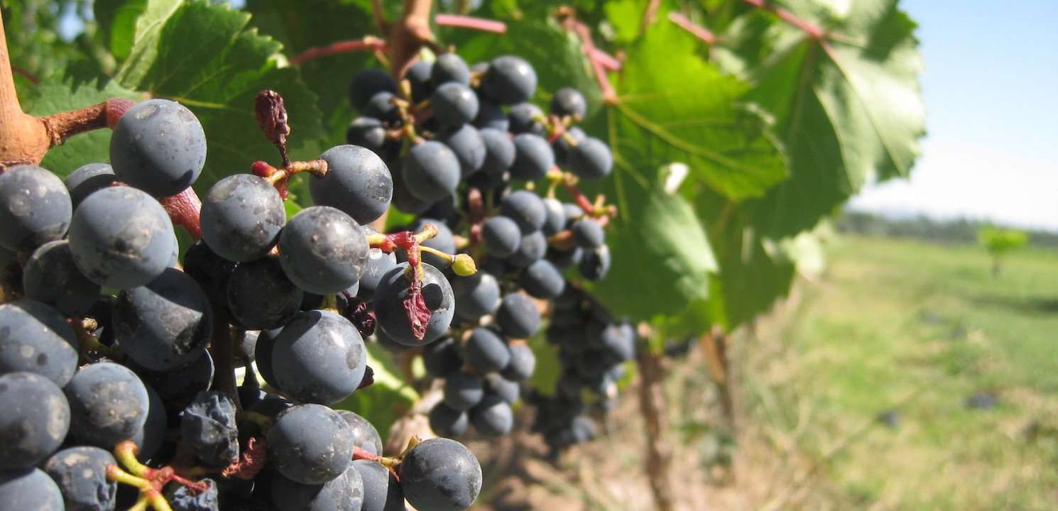 Wine Wednesday Malbec Wines Food and Wine Tours, The Intl Kitchen