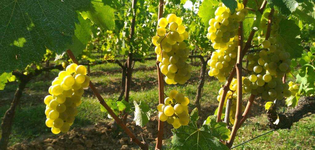 Image for Food & Wine Tours of Italy – Lombardy Sparkling Wines