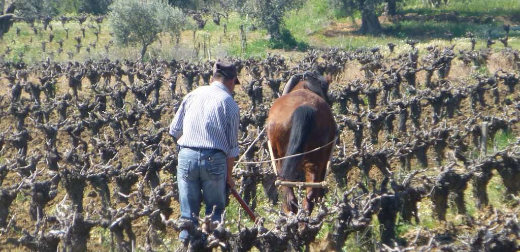 Image for Food & Wine Tours: Winemaking in Turkey