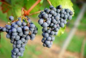 A closeup of grapes growing on a winery, visited during a wine tasting tour with The International Kitchen.