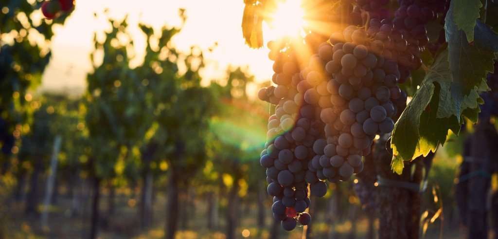 Image for Foodie Trips to Italy: The Wines of Puglia