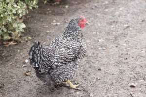 A chicken at pasture during a cooking vacation in Greece.