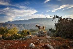 A goat at pasture on the island of Crete, seen during our Greece culinary vacations.