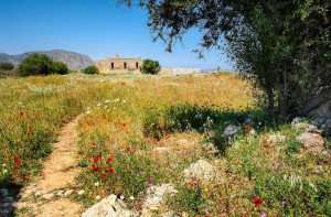 A meadow on the island of Crete, explored during our Greece culinary vacations.