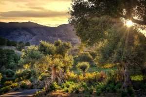 Olive groves on the island of Crete, explored during our Greece culinary vacations.