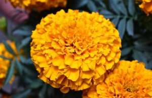 Marigolds placed on the ofrenda for the Day of the Dead.