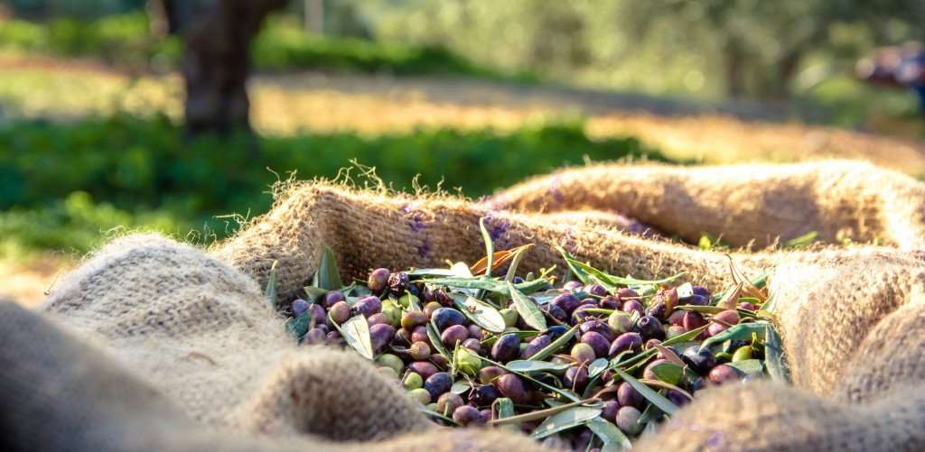 Image for All About Olive Oil
