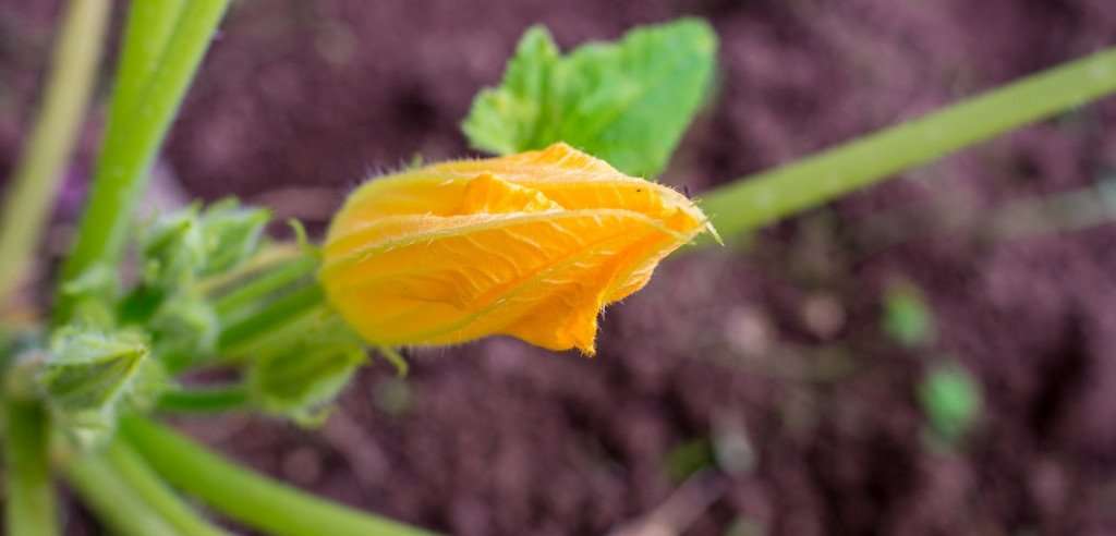 image for Italy Culinary Trips: Recipe for Stuffed Zucchini Blossoms