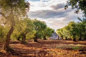 A classic site in Puglia- a trullo house nestled among the olive groves.