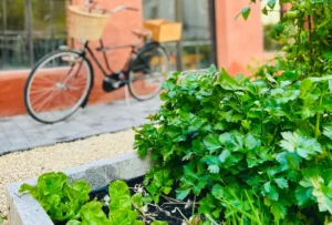 Fresh herbs in the garden.