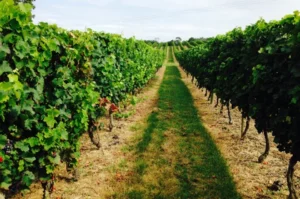 The beautiful vineyards of southern France.