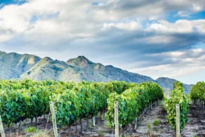 Vineyard in Cafayate