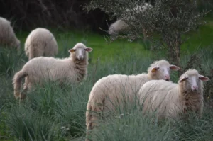 Sheep at pasture in Sardinia, Italy