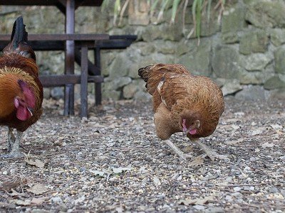 Hens pecking the ground on a farm to table cooking vacation in Tuscany