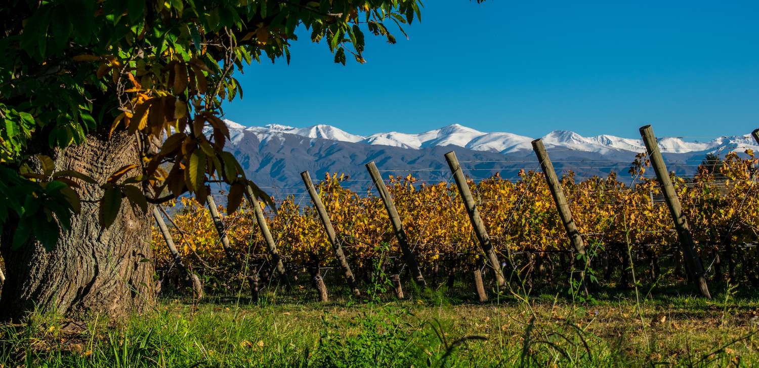 image for Cuisine And Wine of Mendoza