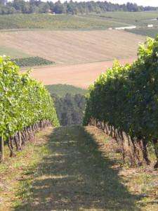 Vineyards from your Burgundy wine tours.
