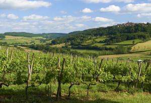 View of the vineyards of Flavigny from our Burgundy wine tours.