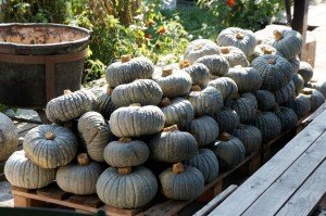 Squash at the Antica Corte Pallavicina, home during your culinary tour of Emilia Romagna