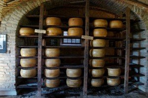 Parmigiano rounds aging in the cellar as seen on a culinary vacation in Italy
