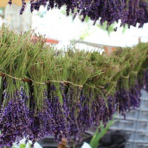 Lavender hanging at the market on a French culinary tour