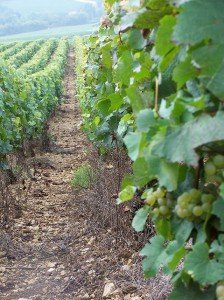 Vineyard in Provence in the summer season