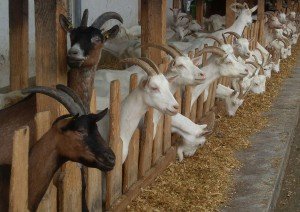Goat cheese farm in France