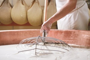 Cheese maker making cheese in the traditional method in Italy.