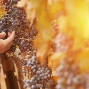 A winemaker on our Tuscany wine tours.