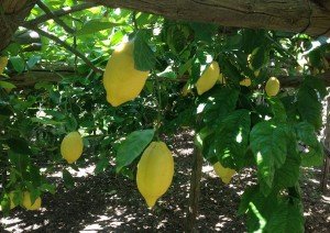 Lemons growing on a tree