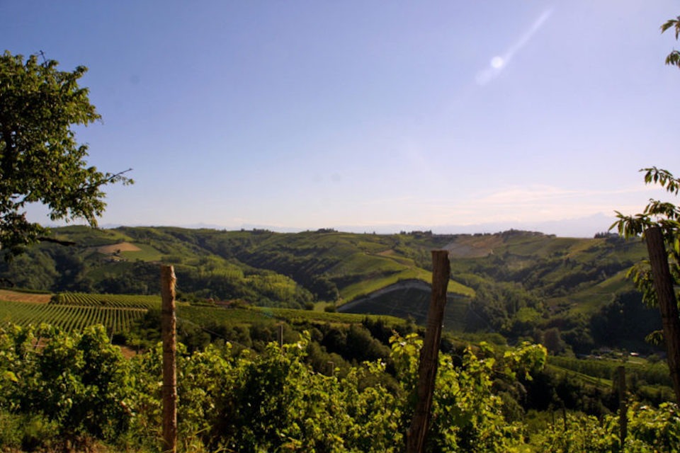 Image for The vineyards at the Agriturismo Dindina in Piedmont.