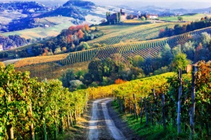Vineyards of the Piedmont Italy countryside in autumn.