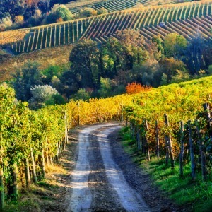Vineyards of the Piedmont Italy countryside in autumn.