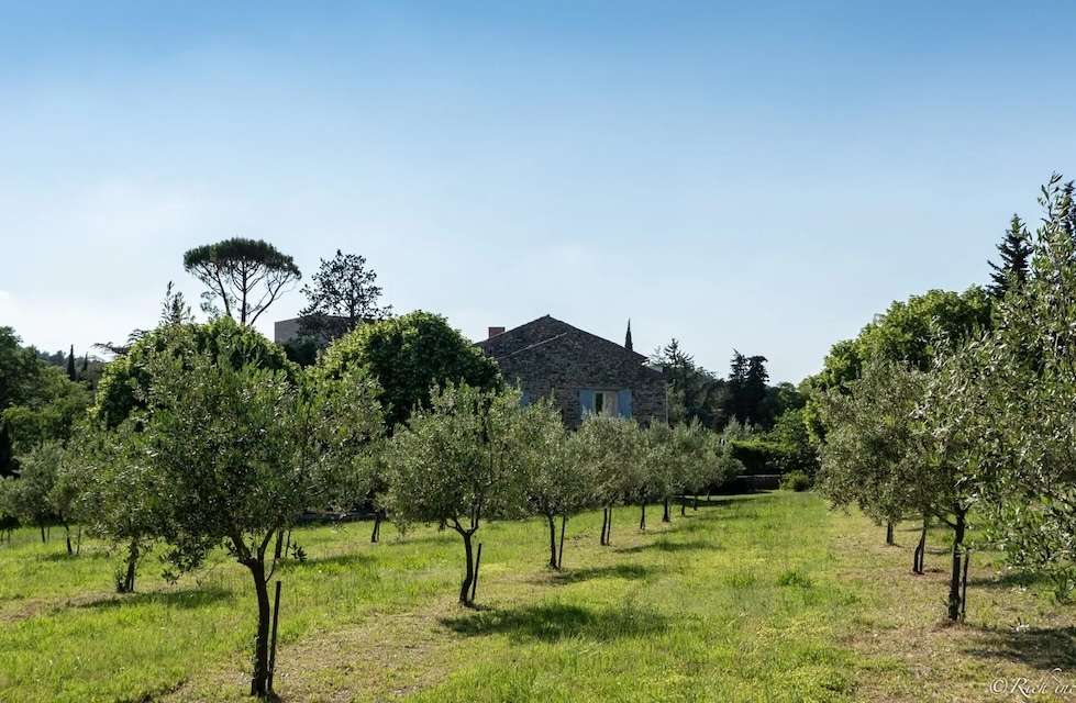Image for Olive orchard at Les Tilleuls d'Elisée in Provence.
