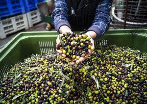Olives ready for pressing