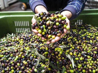 Olives freshly harvested