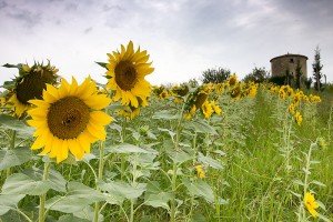 Sunflowers near the gite in Gascony that is home for your cooking vacation