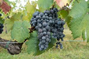 Grape varieties during a Tuscan food and wine tour.