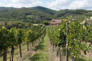 Exploring the vineyards of Tuscany on your Chianti villa cooking vacation.