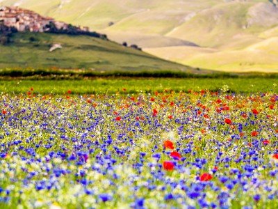 Flowering field near Norcia, Italy