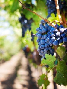 Grapes at a winery