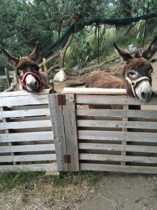 Donkeys at a farm on the Amalfi Coast during a cooking vacation in Italy
