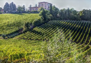 A Tuscan vineyard on a food and wine tour of Italy