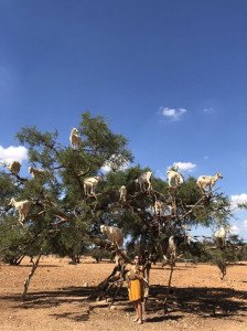 A so-called goat tree, seen on your Luxury Morocco Culinary Tour