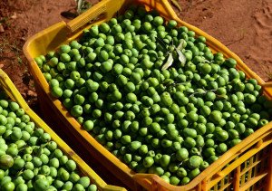The olive harvest in Sicily, as experienced on a food tour of Italy