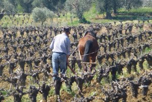 Traditions in the vineyard as seen on your culinary tour of Turkey