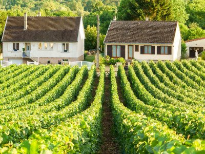 View of the vineyards in the Montaigne de Reims, visited on a wine tour of Champagne country