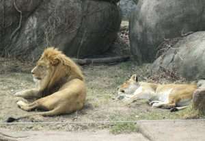 The lions at the Lincoln Park Zoo. 