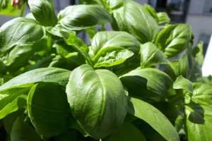A bunch of fresh basil for a cooking class.